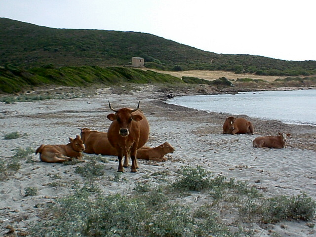 Mucche sulla spiaggia